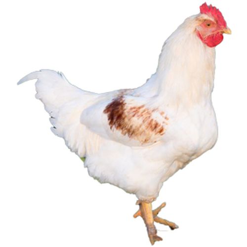 Poulet Crouazi
